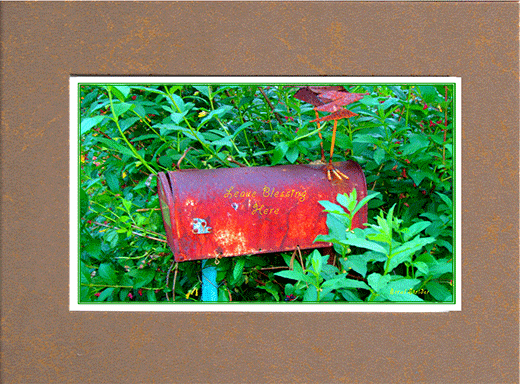 Picture of old mail box in the midst of green folage with saying on box, "Leave Blessing Here"