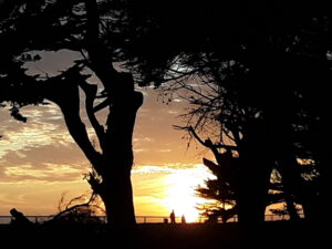 Sunset through trees Santa Cruz