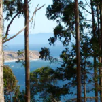 Bass Lake ocean thru trees