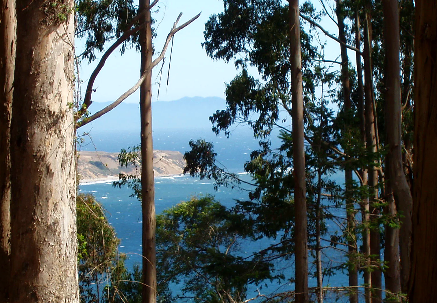 Bass Lake ocean thru trees
