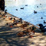 Ducks & Pigeons by water Maarin Civic Center