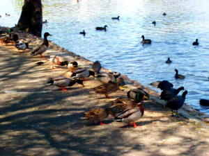 Ducks & Pigeons by water Maarin Civic Center