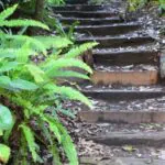 Stairs with plants outside