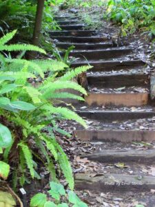 Stairs with plants outside that remind you of saying god bless you to a plant that you like in the way that you really mean