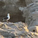 Sea Gull on Rocks