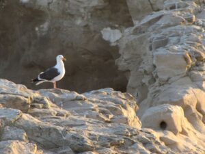 Sea Gull on Rocks