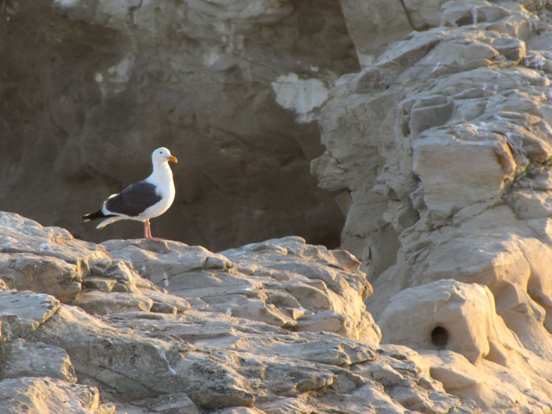 Sea Gull on Rocks