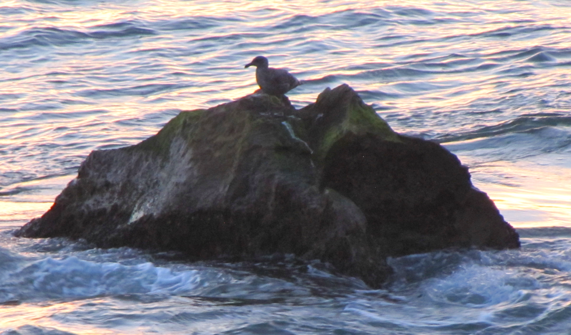 Seagul on rock