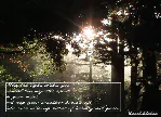 Sunburst_detail
